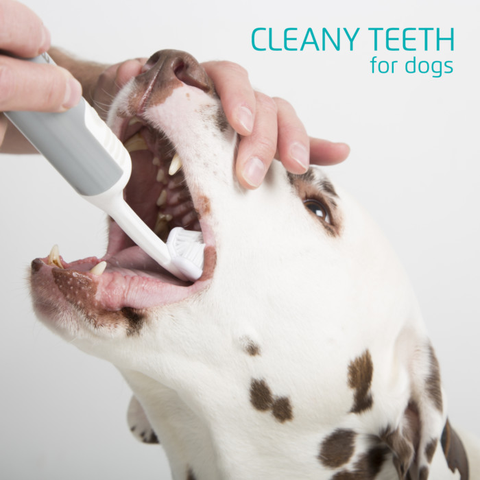 Person borstar tänderna på en hund